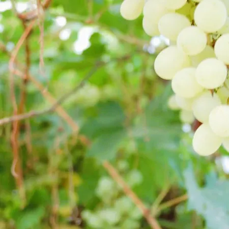 M&e Cztery Pory Roku Szklarka 25a