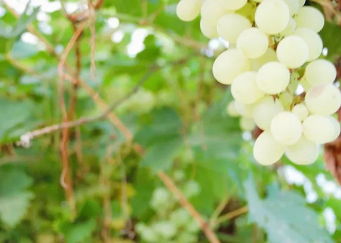 M&e Cztery Pory Roku Szklarka 25a